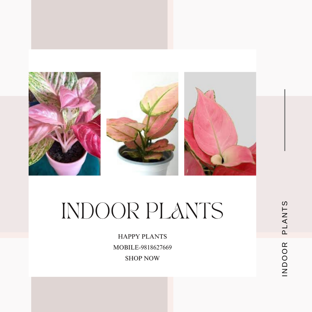 Plant Serenity